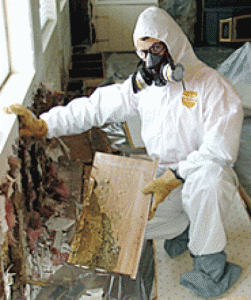 Mold Removal solution in NJ